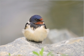 <p>VLAŠTOVKA OBECNÁ (Hirundo rustica) /Barn swallow – Rauchschwalbe/</p>